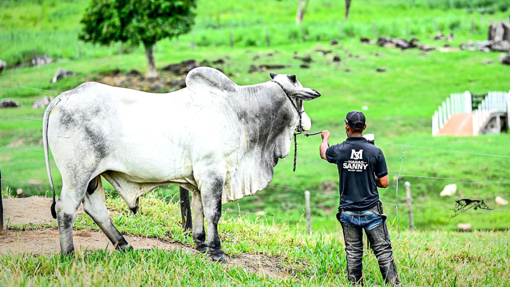 Fazenda JR - Foto: Reprodução